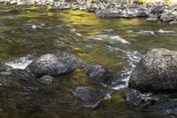 Colorado's Riparian Zone: A Daytime Landscape