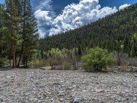 a forest is seen in this wide angle view in this photo from the bottom of the trail