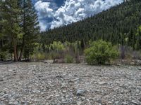 a forest is seen in this wide angle view in this photo from the bottom of the trail