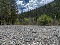 a forest is seen in this wide angle view in this photo from the bottom of the trail