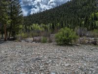 a forest is seen in this wide angle view in this photo from the bottom of the trail