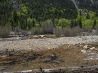 a forest is seen in this wide angle view in this photo from the bottom of the trail