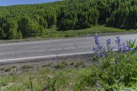 the road next to the green field has many blue flowers on it and a motorcycle