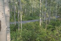 Colorado Road Landscape: Forest, Mountain, Lake 001