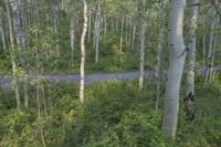 Colorado Road Landscape Forest Mountain Lake 002