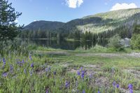 Colorado Road: Lush Grass and Wildflowers in Abundance