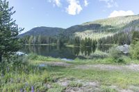 Colorado Road: Lush Grass and Wildflowers in Abundance