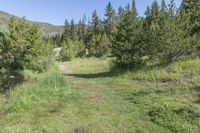 Colorado Road Through Mountain Forest to Lake