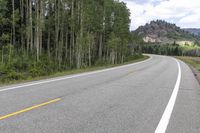 an empty, winding road and the line of trees on both sides shows up very high