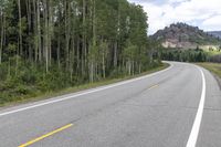 an empty, winding road and the line of trees on both sides shows up very high