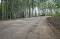 a truck is traveling down the dirt road by some trees'leaves'in the middle of a forest