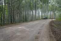 a truck is traveling down the dirt road by some trees'leaves'in the middle of a forest