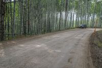 a truck is traveling down the dirt road by some trees'leaves'in the middle of a forest