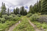 a dirt road surrounded by trees in the wilderness with blue skies overhead as a cloudy day rolls in