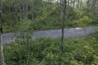 an empty road in a wooded area with many trees and bushes around it with green leaves and branches