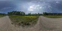 two wide roads with trees on the left and yellow flowers on the right, on either side