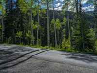 a scenic, winding road on the edge of a mountain range surrounded by tall trees