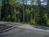 a scenic, winding road on the edge of a mountain range surrounded by tall trees