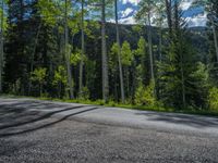 a scenic, winding road on the edge of a mountain range surrounded by tall trees