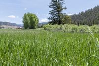 grassy area with house in distance surrounded by evergreens and mountains in the background on sunny day