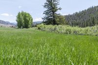 grassy area with house in distance surrounded by evergreens and mountains in the background on sunny day