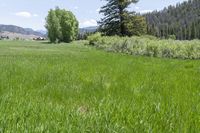 grassy area with house in distance surrounded by evergreens and mountains in the background on sunny day