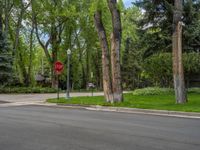 an empty street lined with trees and a mountain range in the distance in the back