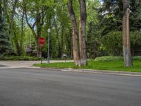 an empty street lined with trees and a mountain range in the distance in the back