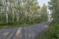 a motorcycle parked near a group of trees in a forest area while sun shines on the road