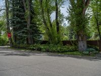 an empty street lined with trees and a mountain range in the distance in the back