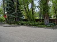 an empty street lined with trees and a mountain range in the distance in the back