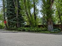 an empty street lined with trees and a mountain range in the distance in the back