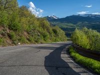 Colorado Suburban Road Lined with Aspen Trees