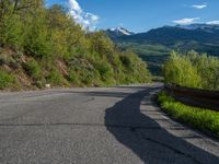 Colorado Suburban Road Lined with Aspen Trees