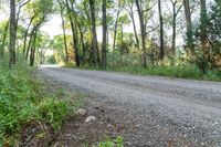 a dirt road surrounded by some tall trees with sun streaming through the leaves on each side