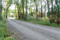 a dirt road surrounded by some tall trees with sun streaming through the leaves on each side