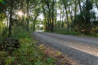 a dirt road surrounded by some tall trees with sun streaming through the leaves on each side