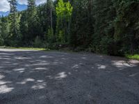 an asphalt road in the middle of a forest, with evergreen trees in the background