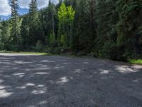 an asphalt road in the middle of a forest, with evergreen trees in the background