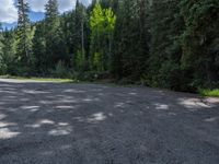 an asphalt road in the middle of a forest, with evergreen trees in the background