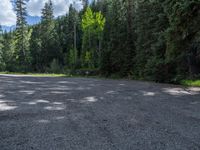 an asphalt road in the middle of a forest, with evergreen trees in the background