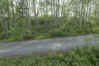 the car is parked on the side of the road in the woods of a wooded area