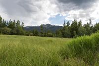 grass that is in the foreground with trees in the background and clouds above it