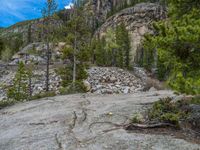 a dog stands on the edge of some large boulders in the middle of trees and rocks