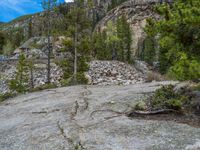 a dog stands on the edge of some large boulders in the middle of trees and rocks