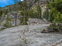 a dog stands on the edge of some large boulders in the middle of trees and rocks