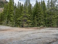 a dog stands on the edge of some large boulders in the middle of trees and rocks