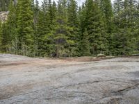 a dog stands on the edge of some large boulders in the middle of trees and rocks