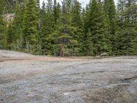 a dog stands on the edge of some large boulders in the middle of trees and rocks