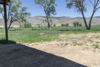 view from the back of a horse's barn with hay on the ground and trees to the right of it